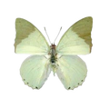 Green butterfly